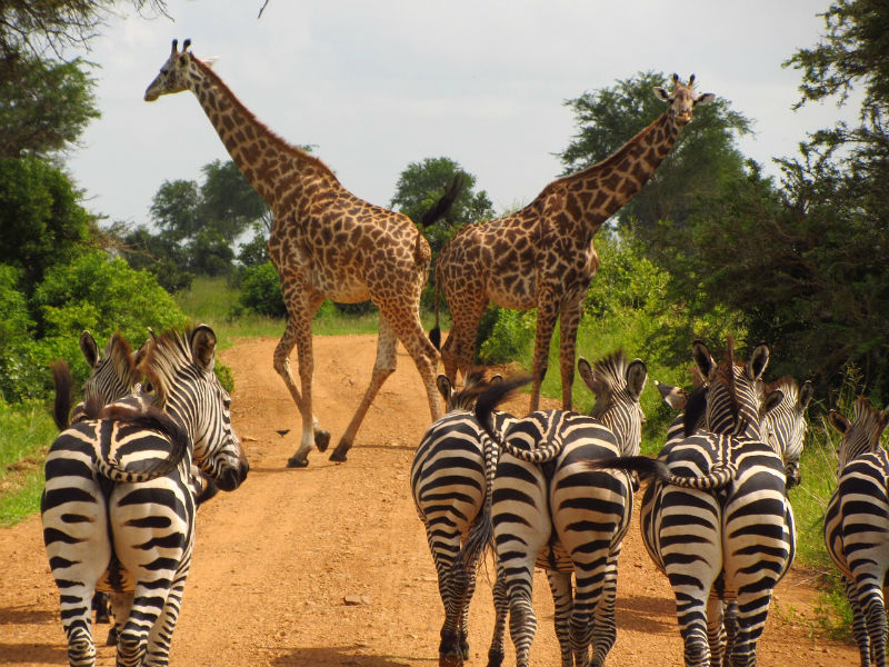cebras jirafas safari