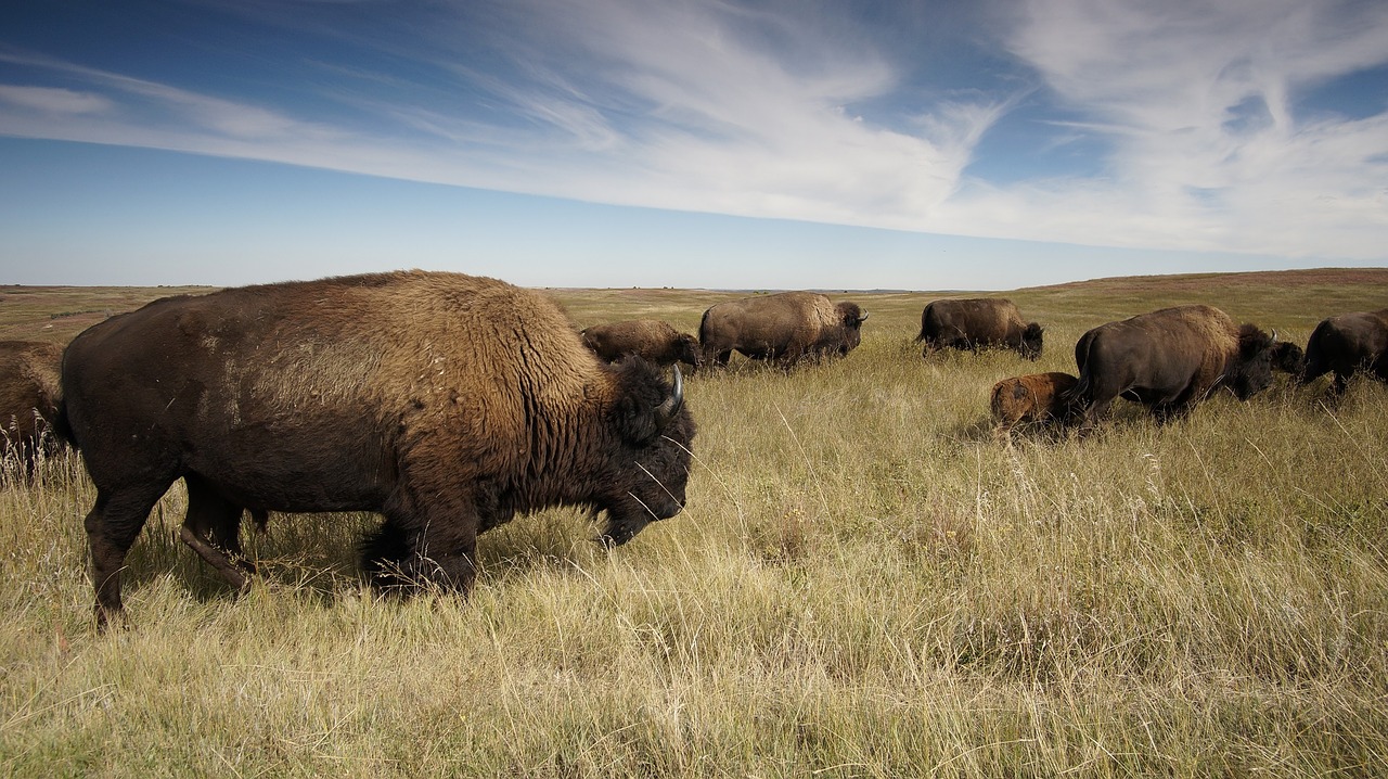 bison campo manada